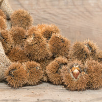 Castor_Oil_2